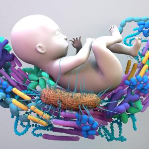 Antibiotics may alter infant gut composition