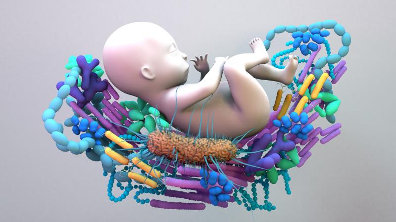 Antibiotics may alter infant gut composition