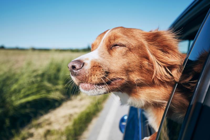 Keeping windows open best for preventing COVID-19 spread in cars