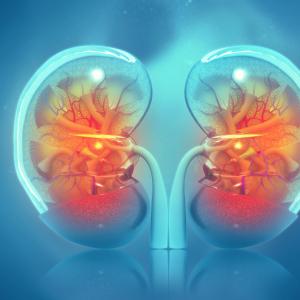 Renal parenchymal damage predicts long-term kidney function after reflux nephropathy in kids