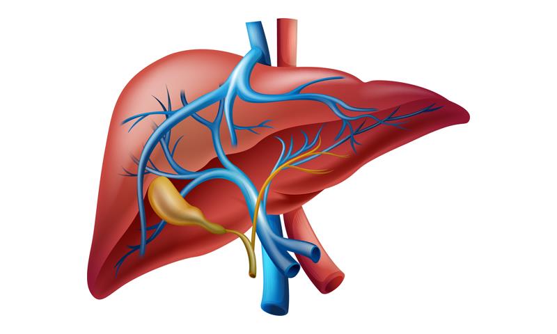 Elafibranor improves biochemical response, itch-related QoL in patients with PBC