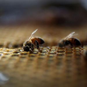 Bee venom may protect against SARS-CoV-2