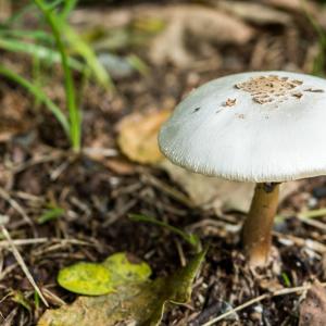 Psilocybin-assisted therapy effective on major depressive disorder