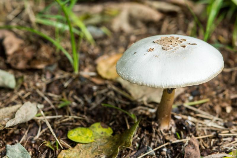 New research shed light on psilocybin as a possible anti-anxiety and antidepressant therapy in patients with cancer.