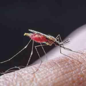 Once-a-month prevention pill succeeds in malaria-endemic areas