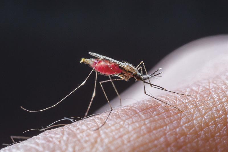 Once-a-month prevention pill succeeds in malaria-endemic areas