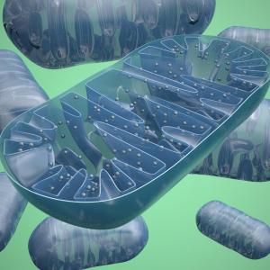 Mitochondrial energy metabolism disrupted in CKD