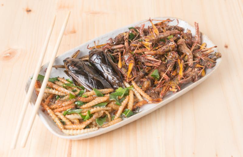 Insects like crickets, silkworms and caterpillar  can supplement a human diet especially in terms of protein needs.