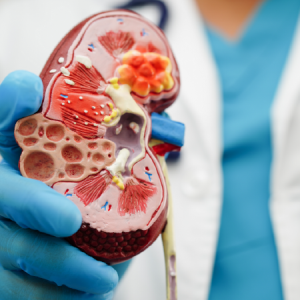 Evidence mounts for addition of SGLT2i to CKD
treatment regimen
