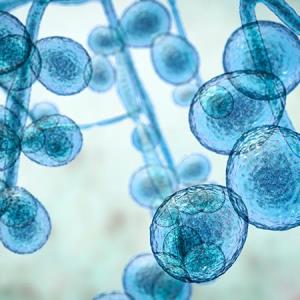 Navigating invasive candidiasis diagnosis and management in non-neutropenic ICU patients