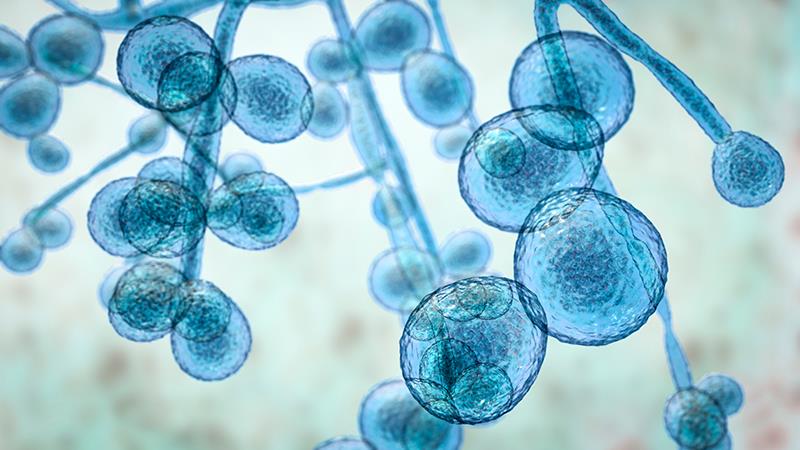 Navigating invasive candidiasis diagnosis and management in non-neutropenic ICU patients