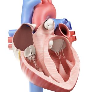 Impaired LV GLS ups mortality risk in patients with secondary mitral regurgitation