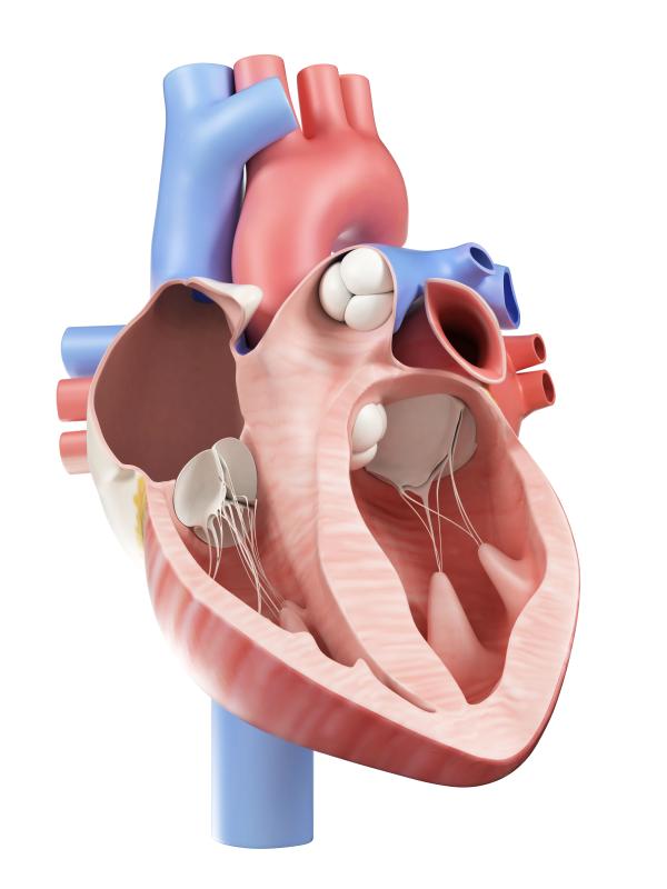 {MP Test LMU-ID} Studi pertama terhadap manusia: Alat baru untuk memperbaiki katup mitral tampak menjanjikan