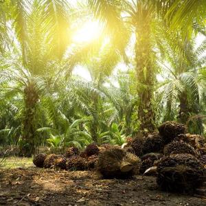 Oil palm pollen exposure may trigger, aggravate allergic diseases in Asians