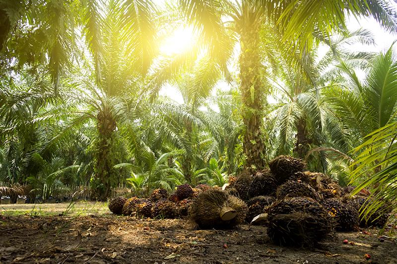 Exposure to oil palm pollen poses a heightened risk of developing diseases such as asthma and allergic rhinitis in Asians or 