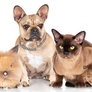 Pets can ease anxiety, depressive symptoms in women