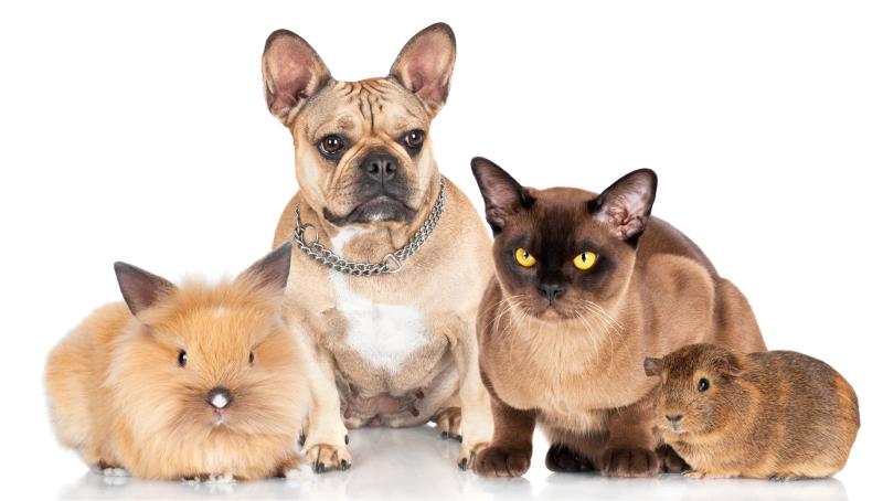 Pets can ease anxiety, depressive symptoms in women