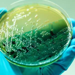 Positioning ceftazidime-avibactam in managing difficult-to-treat P. aeruginosa infections in critically ill patients