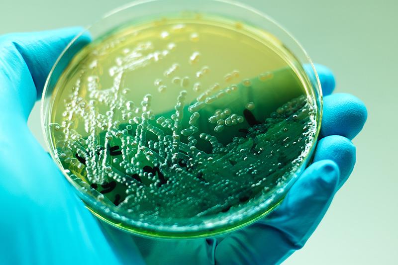 Positioning ceftazidime-avibactam in managing difficult-to-treat P. aeruginosa infections in critically ill patients