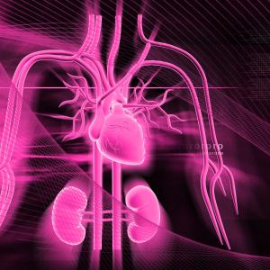 Sympathetic nerve traffic overactivity seen in CKD patients