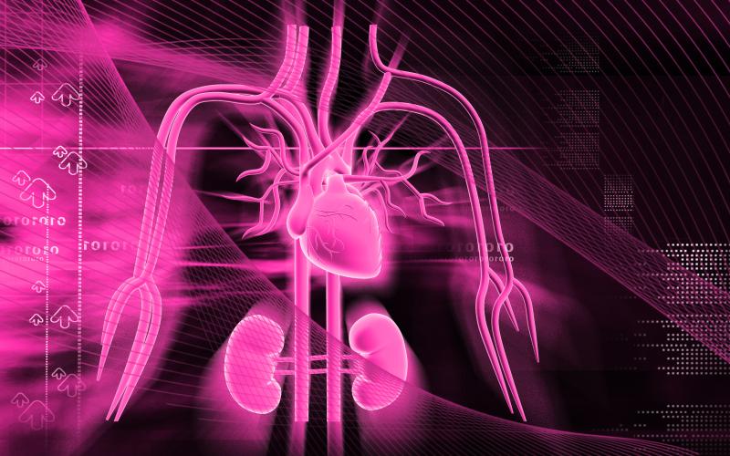 Sympathetic nerve traffic overactivity seen in CKD patients