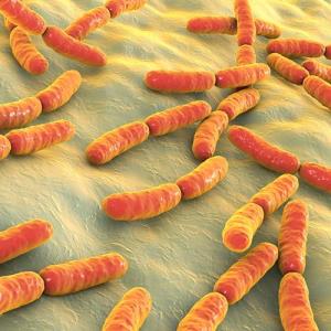 H. pylori treatment slows progression in pre-gastric cancer