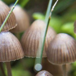 Psilocybin shows therapeutic potential for depression