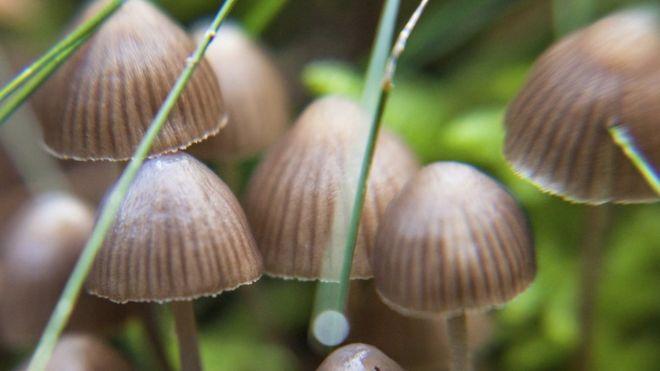 Psilocybin shows therapeutic potential for depression