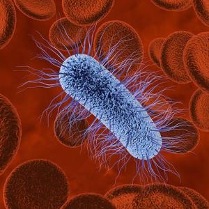 Optimizing broad-spectrum treatment: The role of ceftazidime-avibactam in managing Gram-negative bloodstream infections