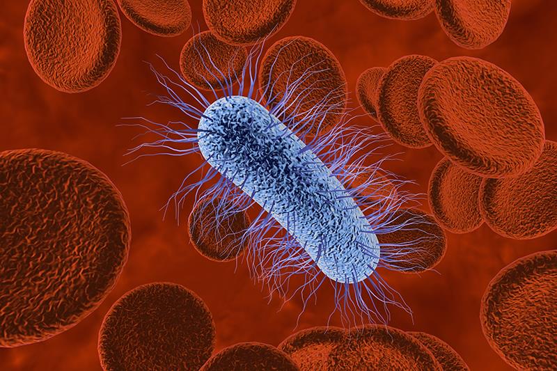 Optimizing broad-spectrum treatment: The role of ceftazidime-avibactam in managing Gram-negative bloodstream infections