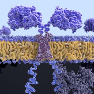 Tisagenlecleucel shows durable activity in R/R aggressive large B-cell lymphomas