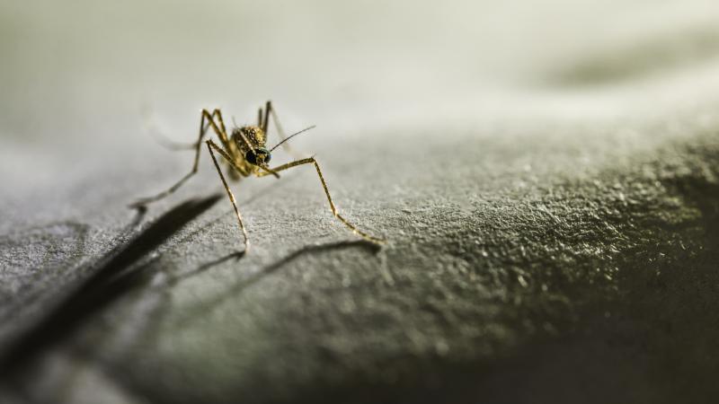 Only certain species of mosquitoes of the Anopheles genus – and only females of those species – can transmit malaria.