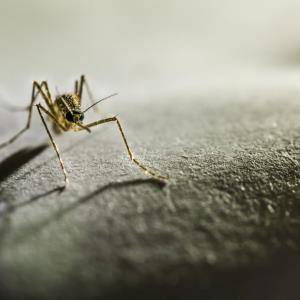High total primaquine dose provides superior protection against malaria recurrence in children