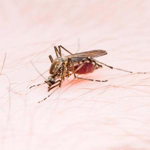 New dengue vaccine candidate shown to be safe, effective 3 years post inoculation