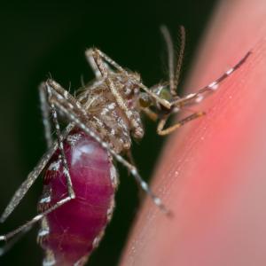 Blocking human-to-mosquito malaria transmission promises big public health gains