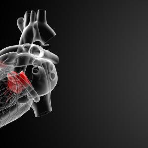 Left ventricular global longitudinal strain predicts death risk in aortic stenosis