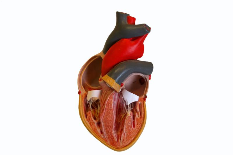 TAVR effective in both bicuspid and tricuspid valves