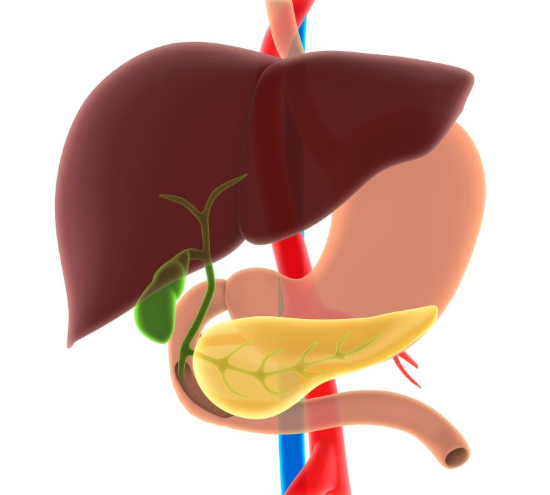 Berberine ursodeoxycholate safe, effective in primary sclerosing cholangitis