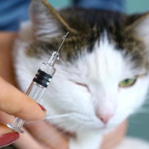 Clinical guide needed to improve management of cat-scratch disease