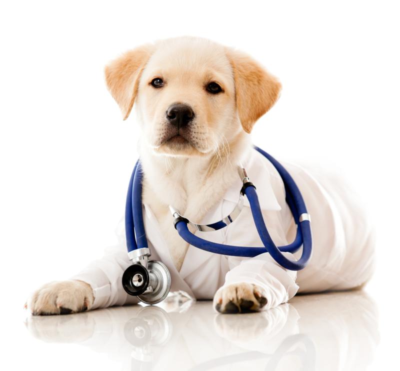 Dogs amongst other animals have superior skills to diagnose and treat certain diseases.