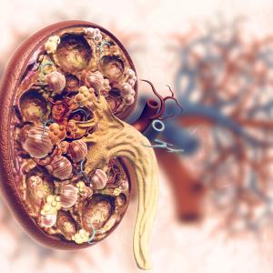 Obinutuzumab for lupus nephritis prevents flares while preserving kidney function