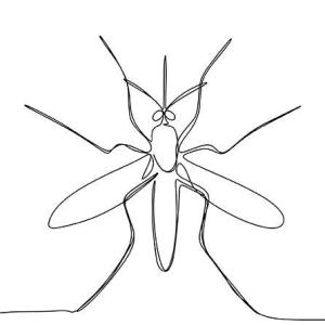 Wolbachia-infected male Aedes aegypti mosquito releases stem dengue incidence