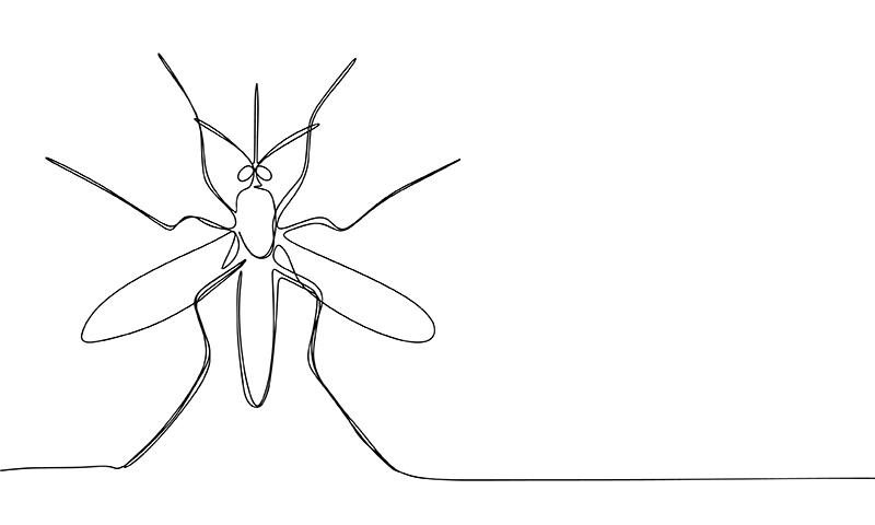Wolbachia-infected male Aedes aegypti mosquito releases stem dengue incidence
