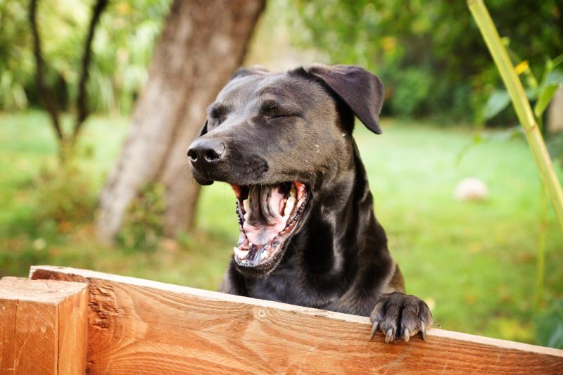 Dogs catch yawns more easily from their owners than from strangers.